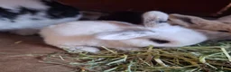 Mini Lop rabbits for sale: Mini lop baby rabbits  in Grimsby - Advert 4