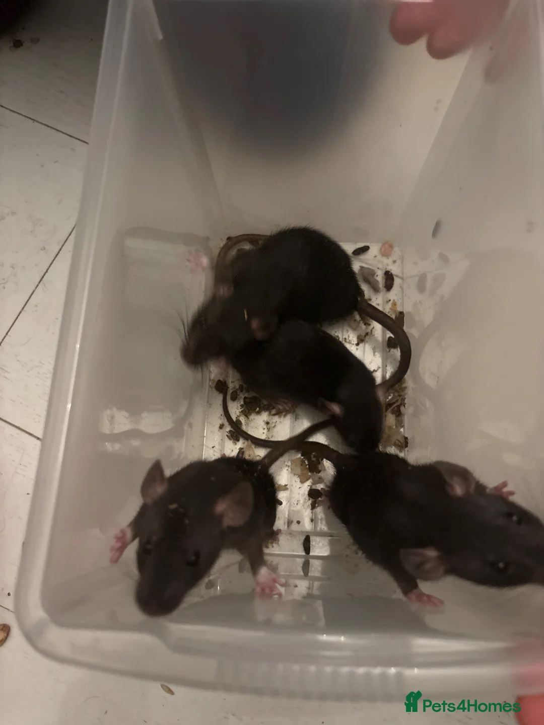 Rat rodents for sale: Male Rats For Sale in Boston - Advert 6