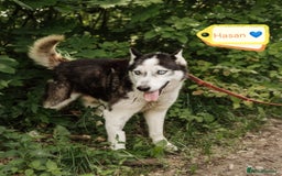 Siberian Husky dogs for adoption: 💙🐶 HASAN 🐶💙 - Image 1