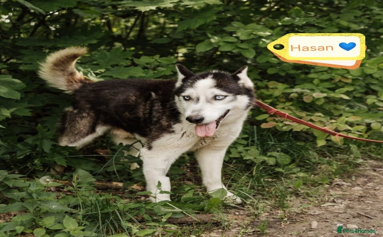 Siberian Husky dogs - Advert 1