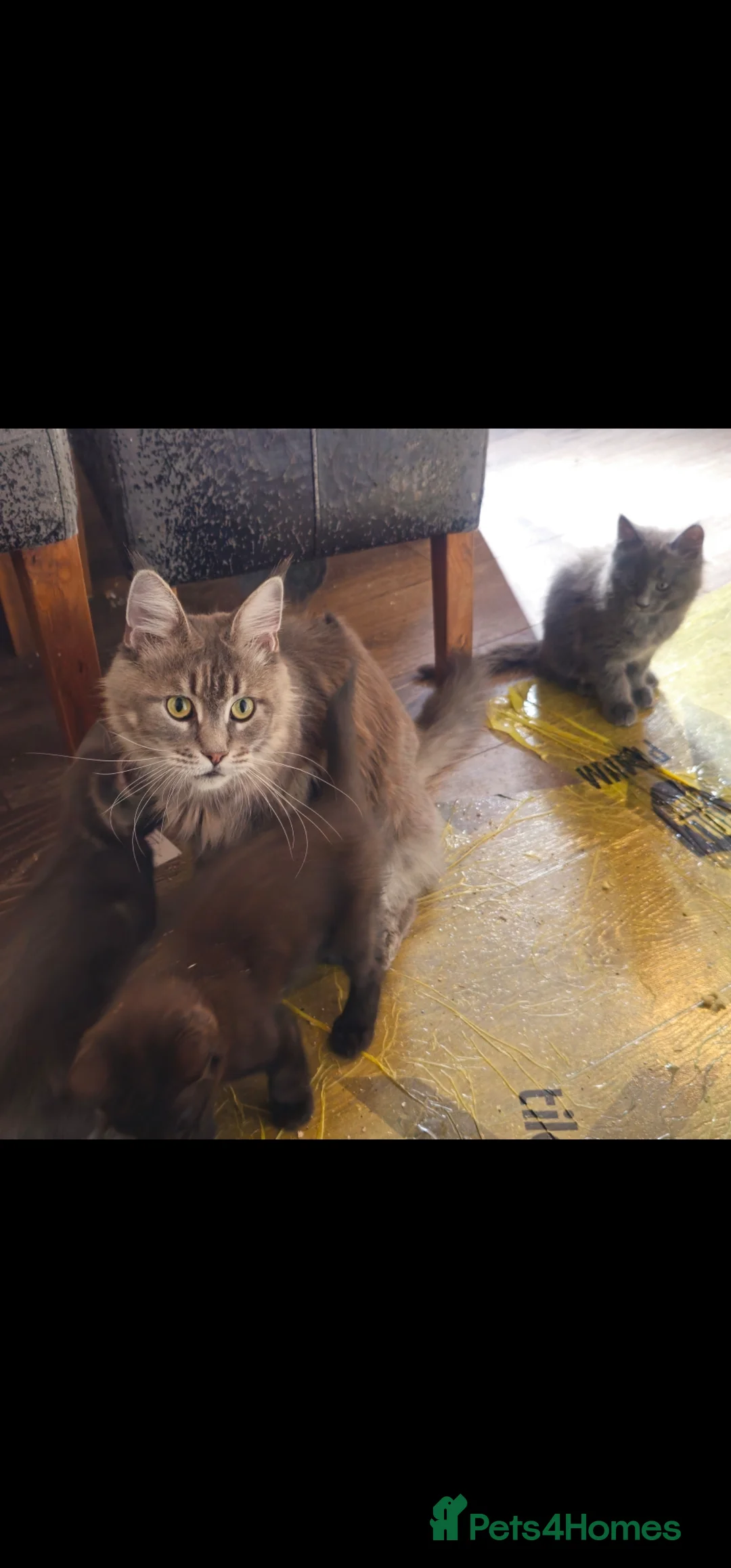 Maine Coon cats for sale: Maine Coon X kittens  - Advert 9