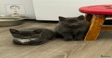 Mixed Breed cats - Advert 6