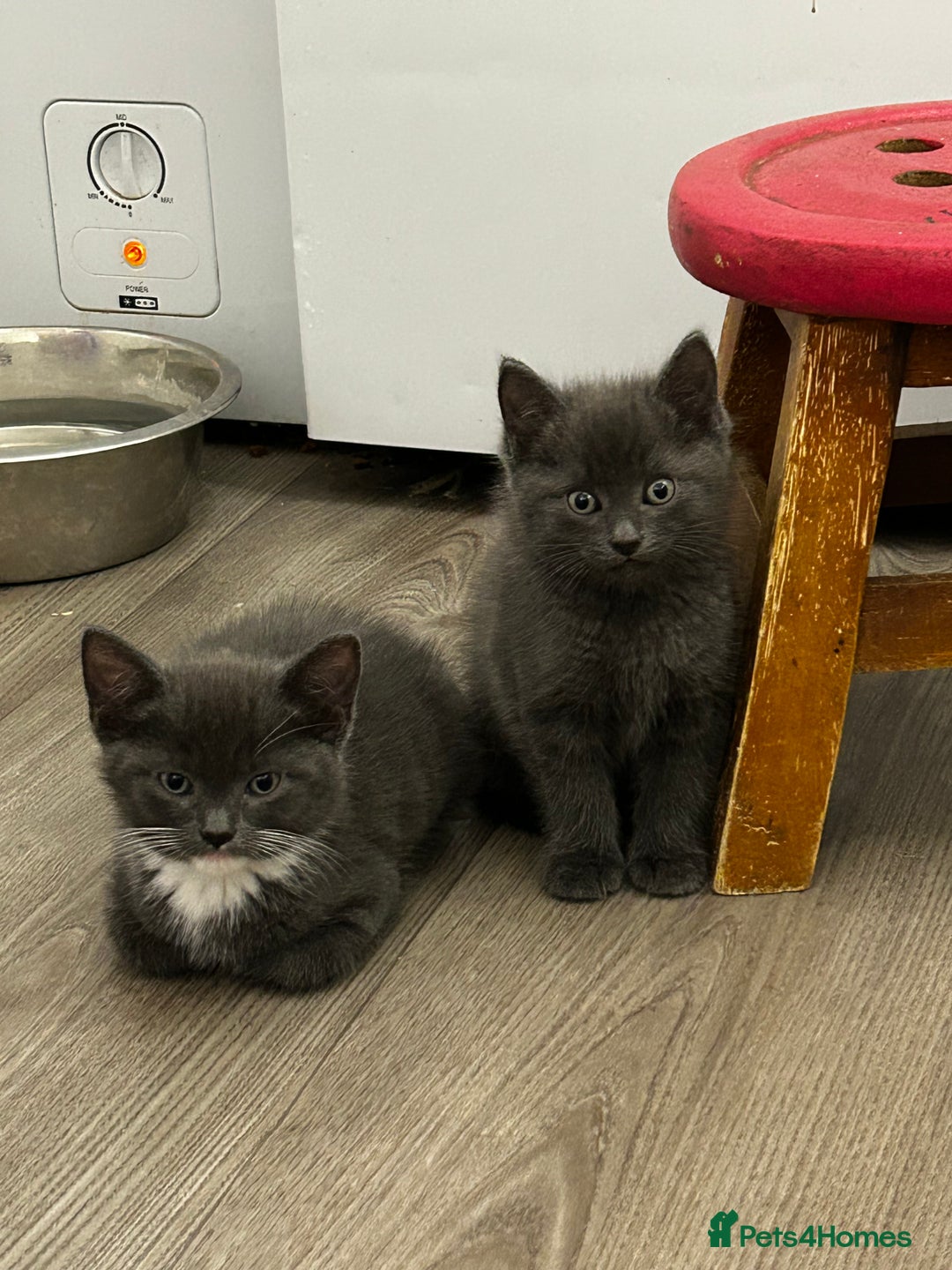 Mixed Breed cats for sale: 4 fluffy kittens  - Image 2