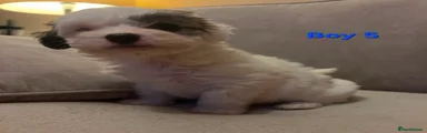 Maltipoo Puppy 5