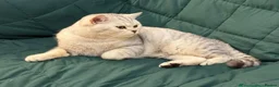 British Shorthair cats for sale: Beautiful British Shorthair Kittens🌸 - Advert 3