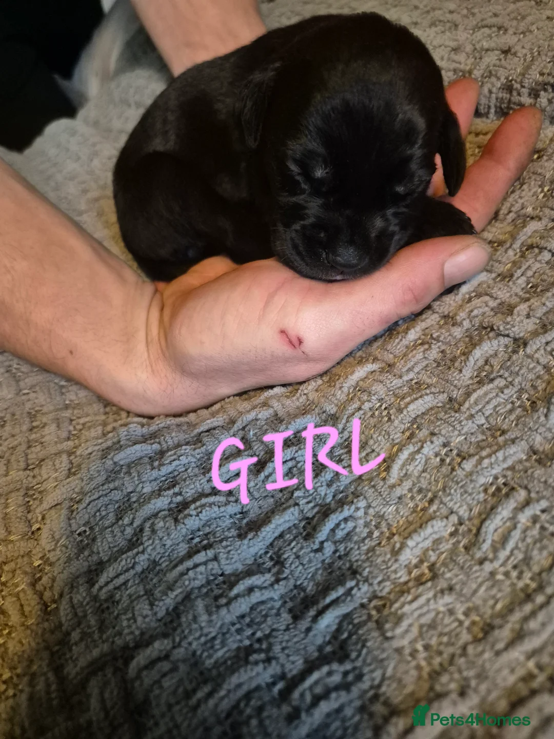 Cane Corso dogs for sale: Cane corso puppies - Advert 8