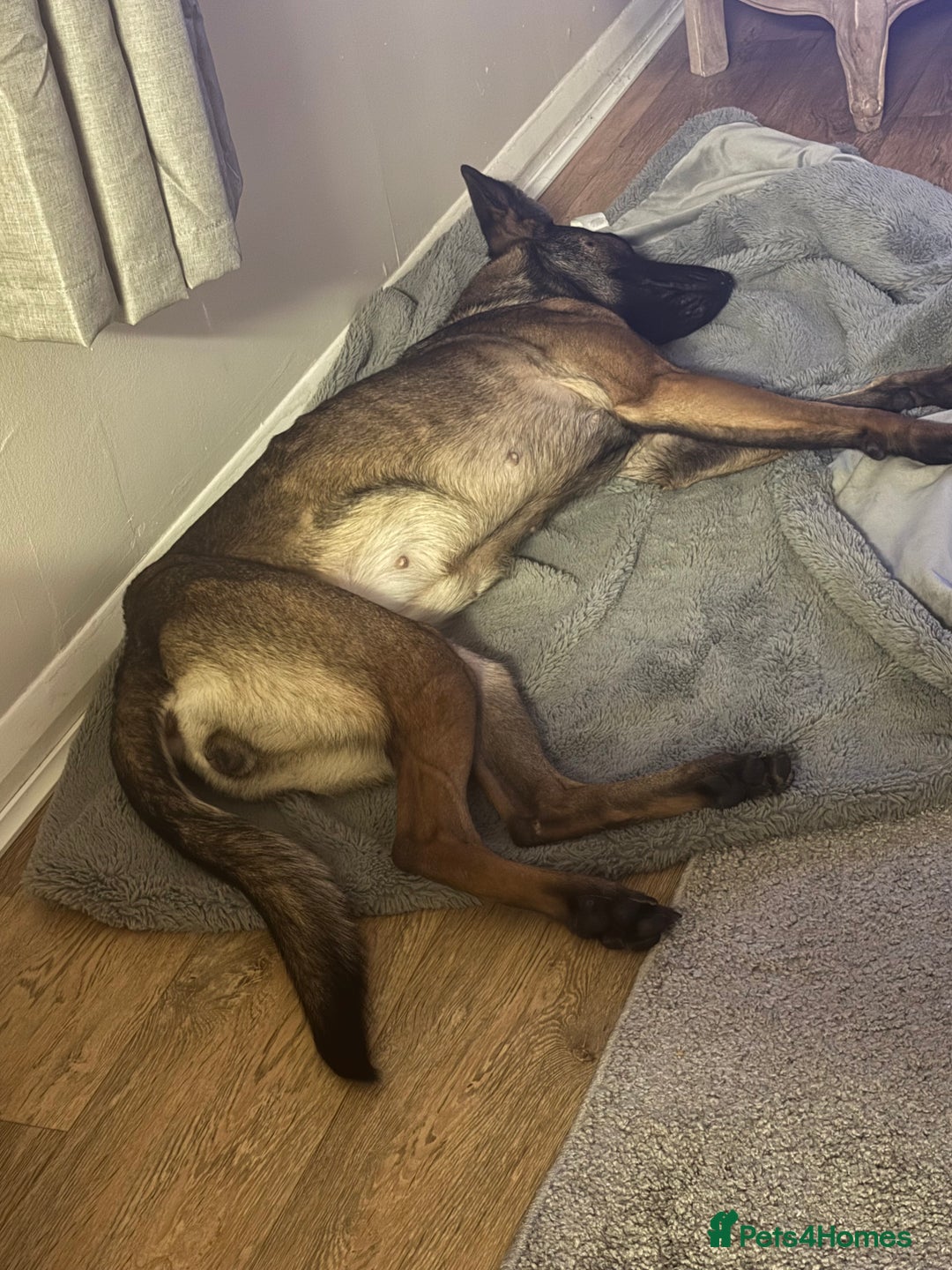 Mixed Breed dogs for sale: 1 belgian shepherd and 1 Sheprador - Image 2
