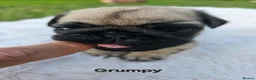 Pug dogs for sale: Grumpy & Happy 🐾 Two Fawn Male Pug Puppies - Advert 8