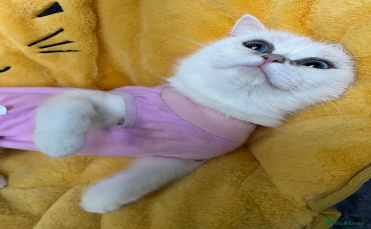British Shorthair cats - Advert 4