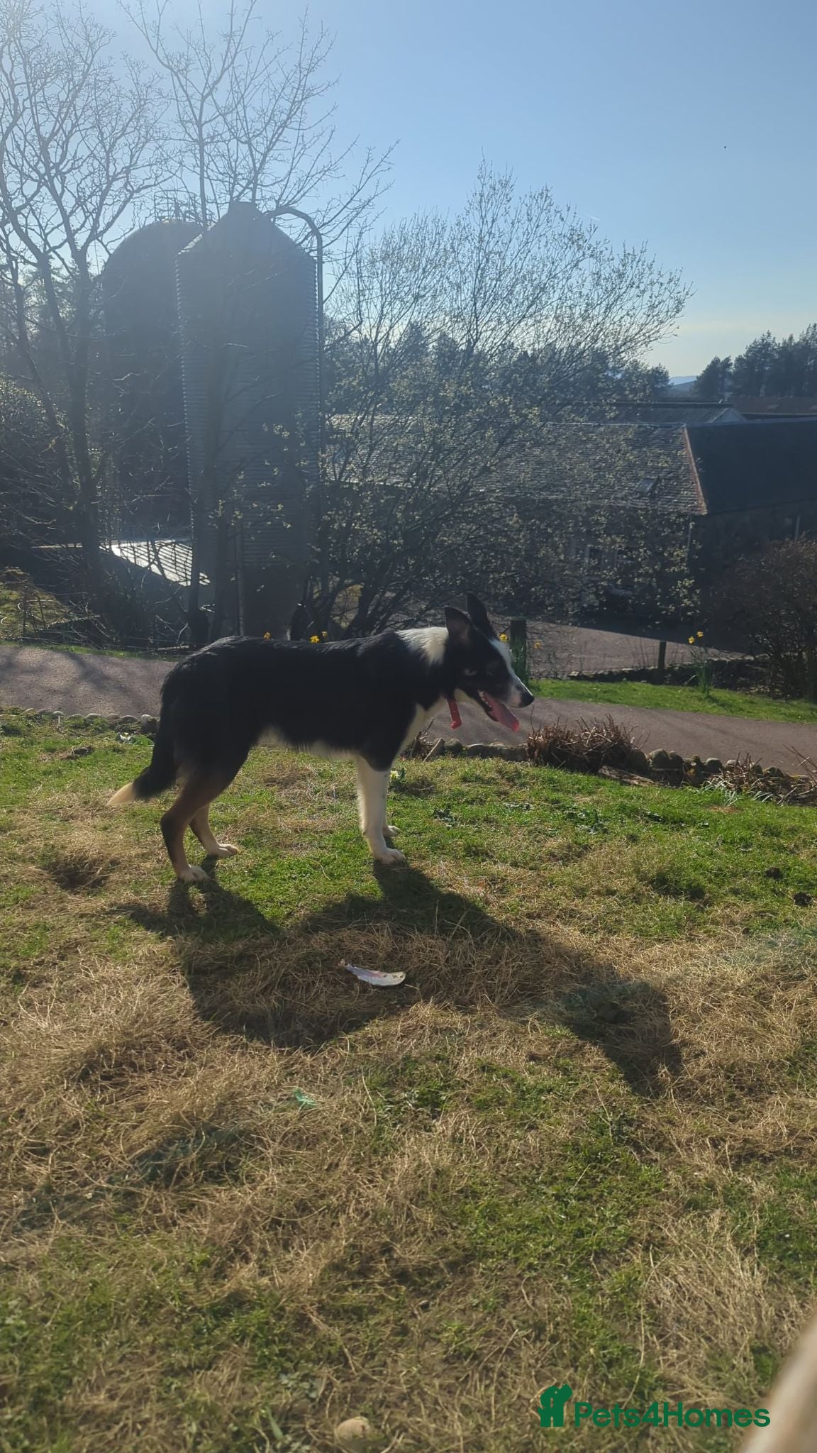 Border Collie dogs Cole  - Advert 2