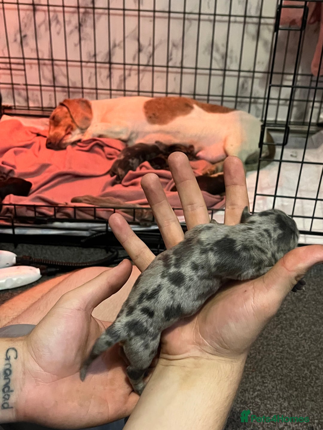 Dachshund dogs for sale: Dachshunds puppies for sale - Image 9