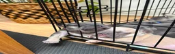 French Bulldog dogs for sale: Beautiful frenchie puppies  - Advert 28