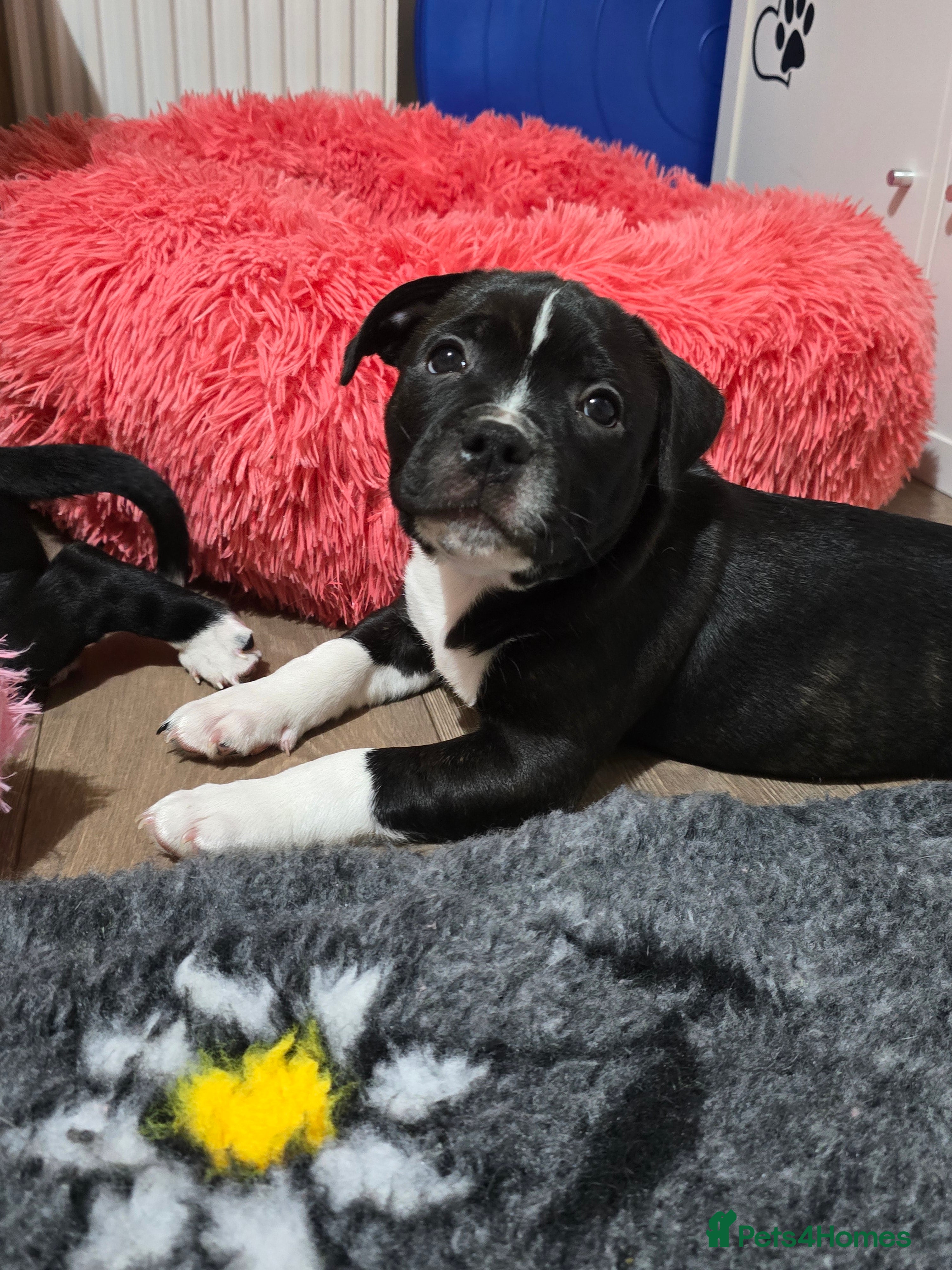 Staffordshire Bull Terrier dogs Stunning SBT puppies - Advert 4