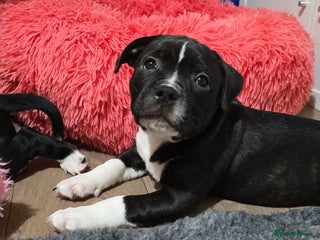 Staffordshire Bull Terrier dogs Stunning SBT puppies - Advert 4