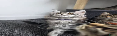 Maine Coon 6