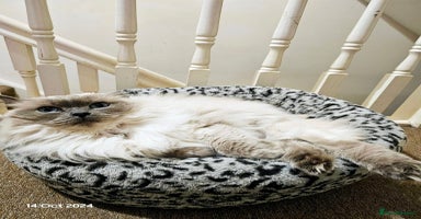 Ragdoll cats - Advert 3