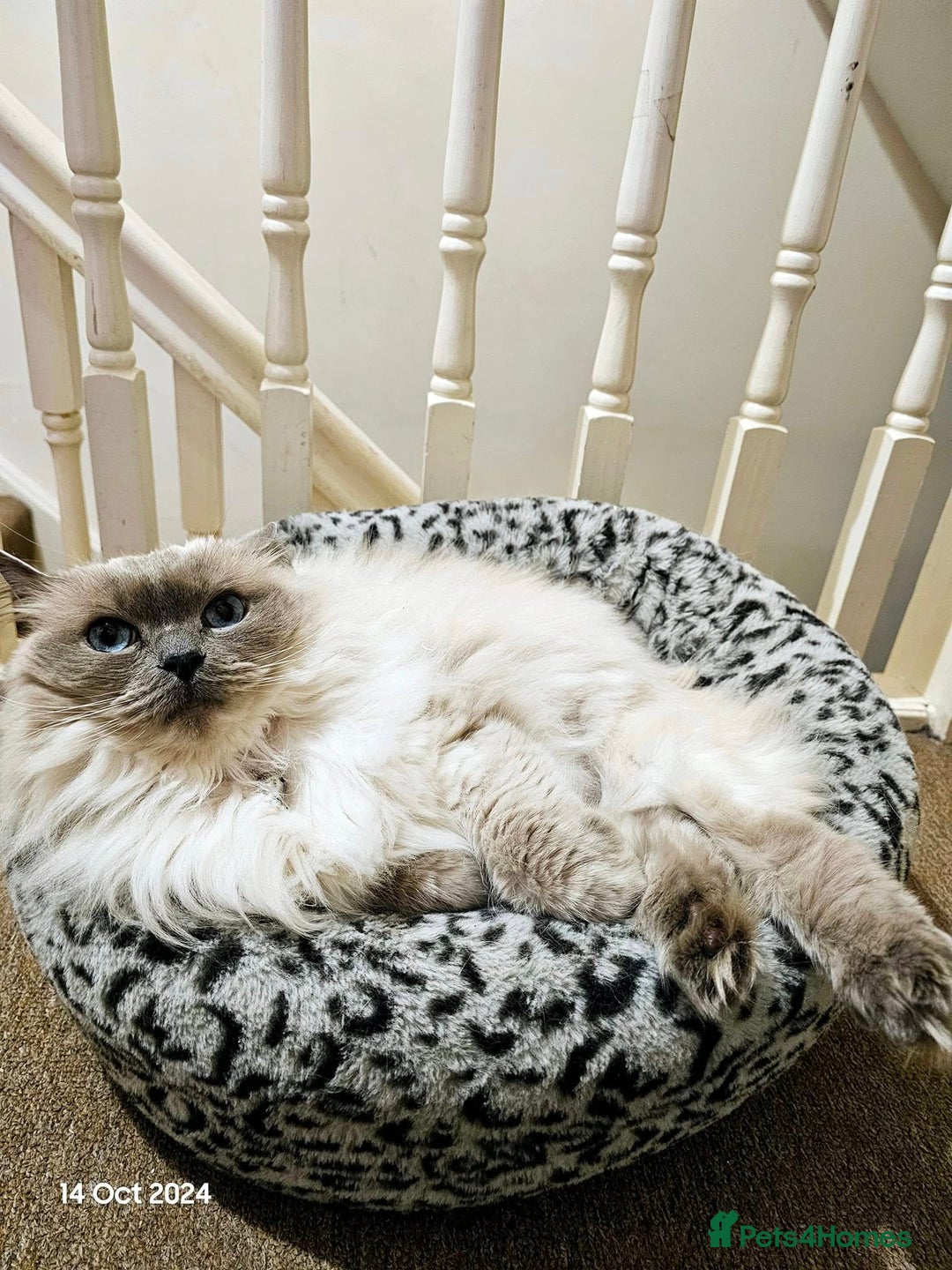 Ragdoll cats for sale: Pearl the Queen of Cats - Image 3