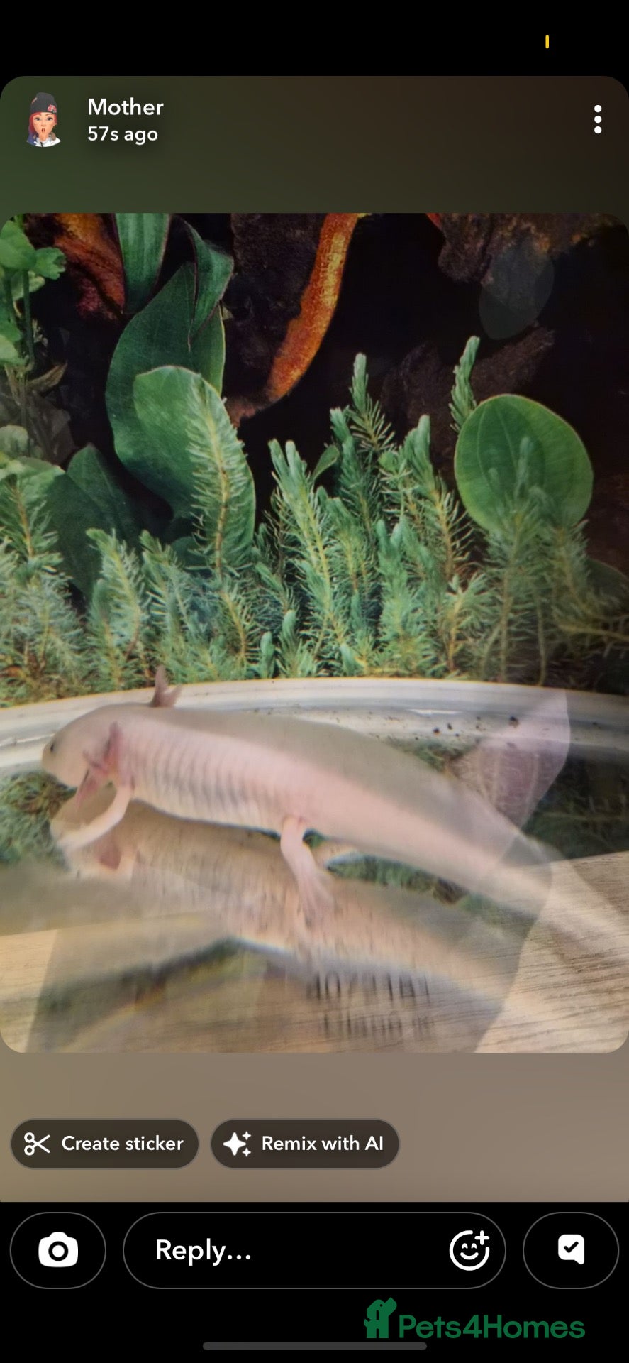 Axolotl reptiles 3 axolotls  - Advert 1