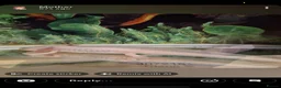 Axolotl reptiles for sale: 3 axolotls  - Advert 1