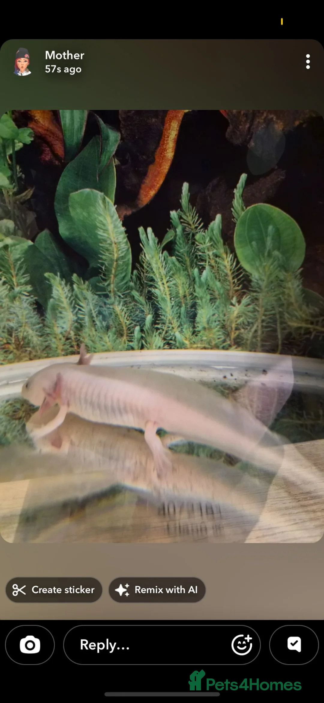 Axolotl reptiles for sale: 3 axolotls  - Advert 1