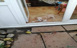 Mixed Breed dogs for sale: 7month boy golden retriever spaniel sam - Image 10