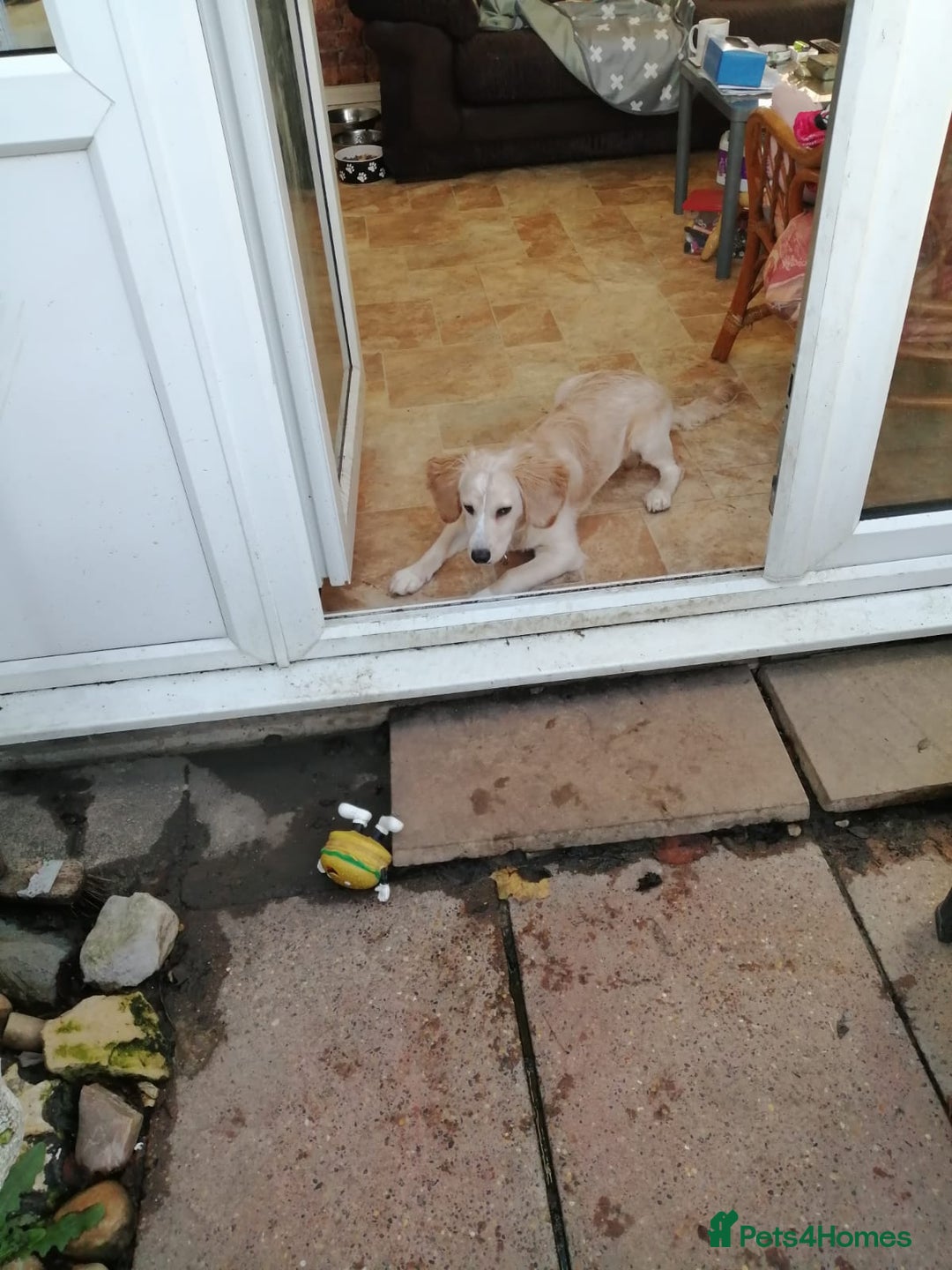 Mixed Breed dogs for sale: 7month boy golden retriever spaniel sam - Image 10