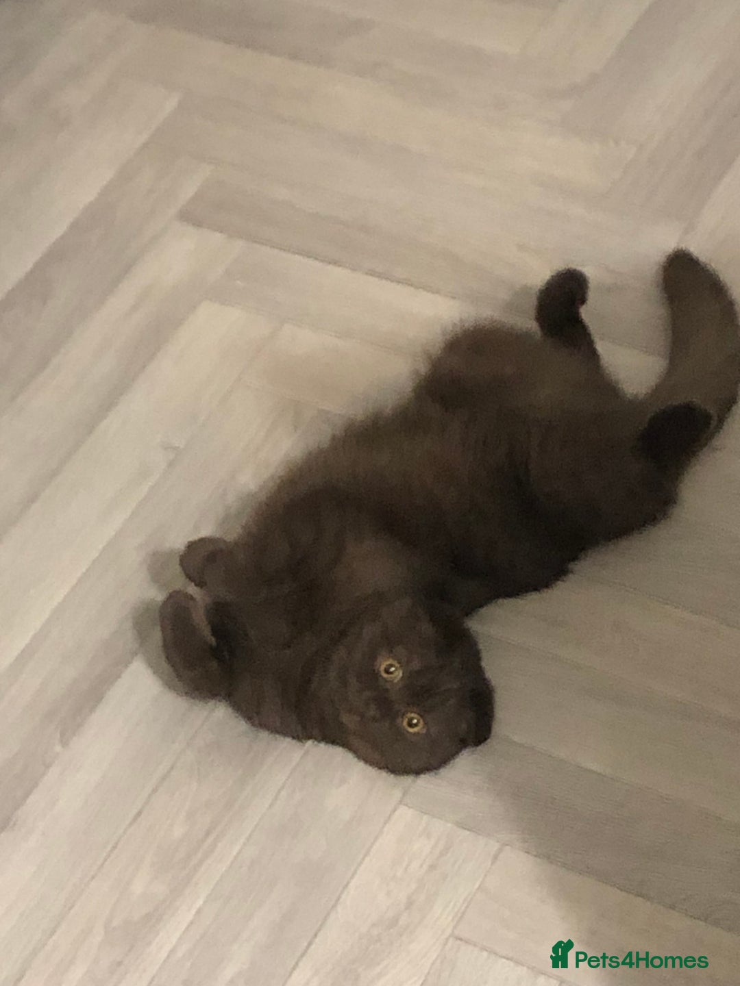 Scottish Fold cats for sale: 🐾 Rare Chocolate Beauty in Edinburgh 🏡 - Advert 25