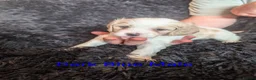 Cavachon dogs for sale: Cavachon puppies in Cleator Moor - Advert 6
