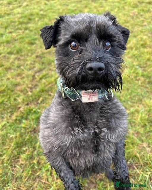 Miniature Schnauzer dogs Hamish - Looking to Stud - Advert 1