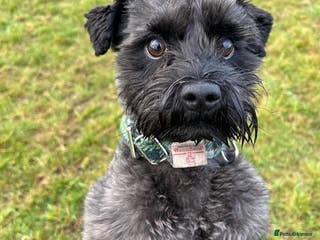 Miniature Schnauzer dogs Hamish - Looking to Stud - Advert 4
