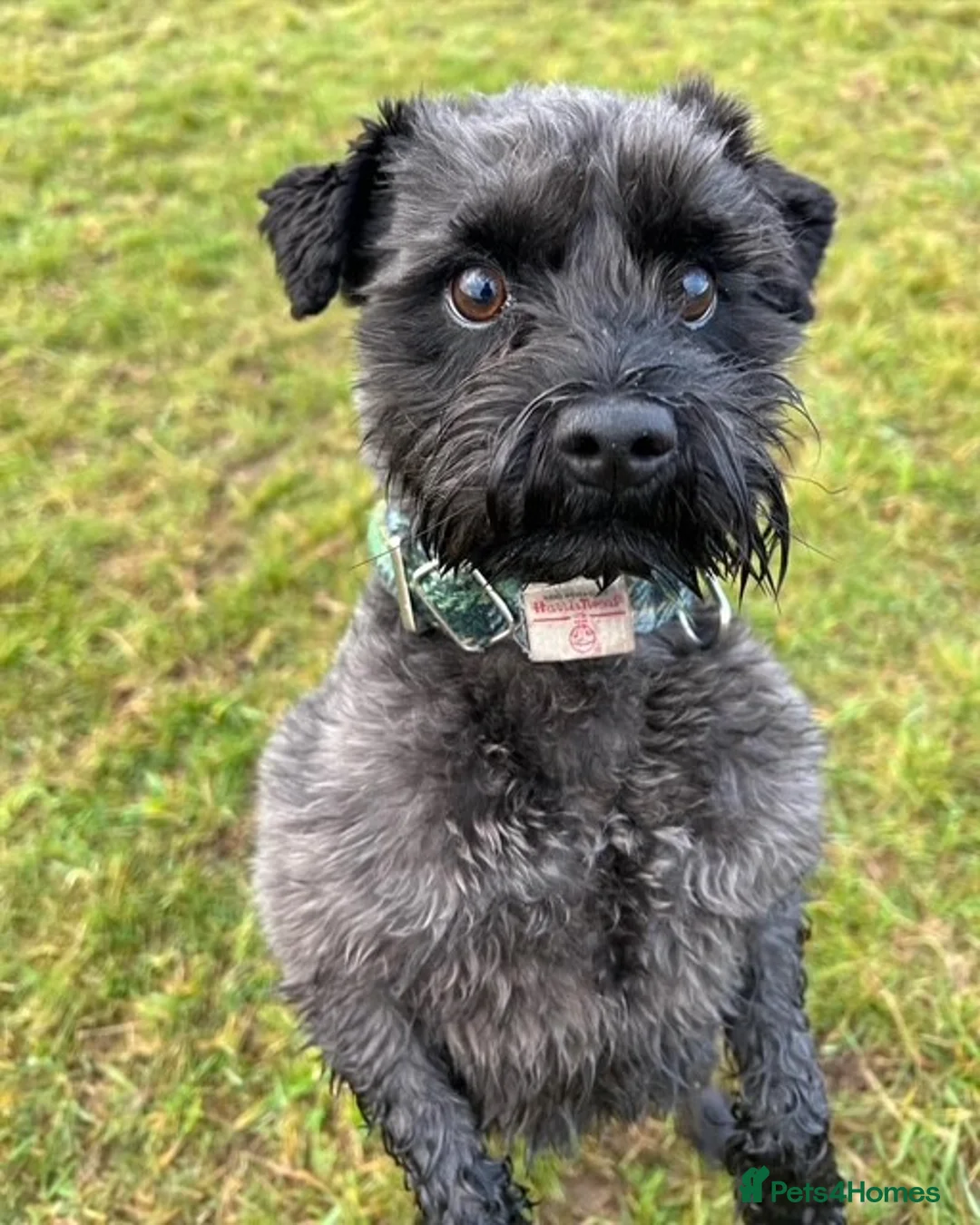 Miniature Schnauzer dogs for stud: Hamish - Looking to Stud - Advert 1