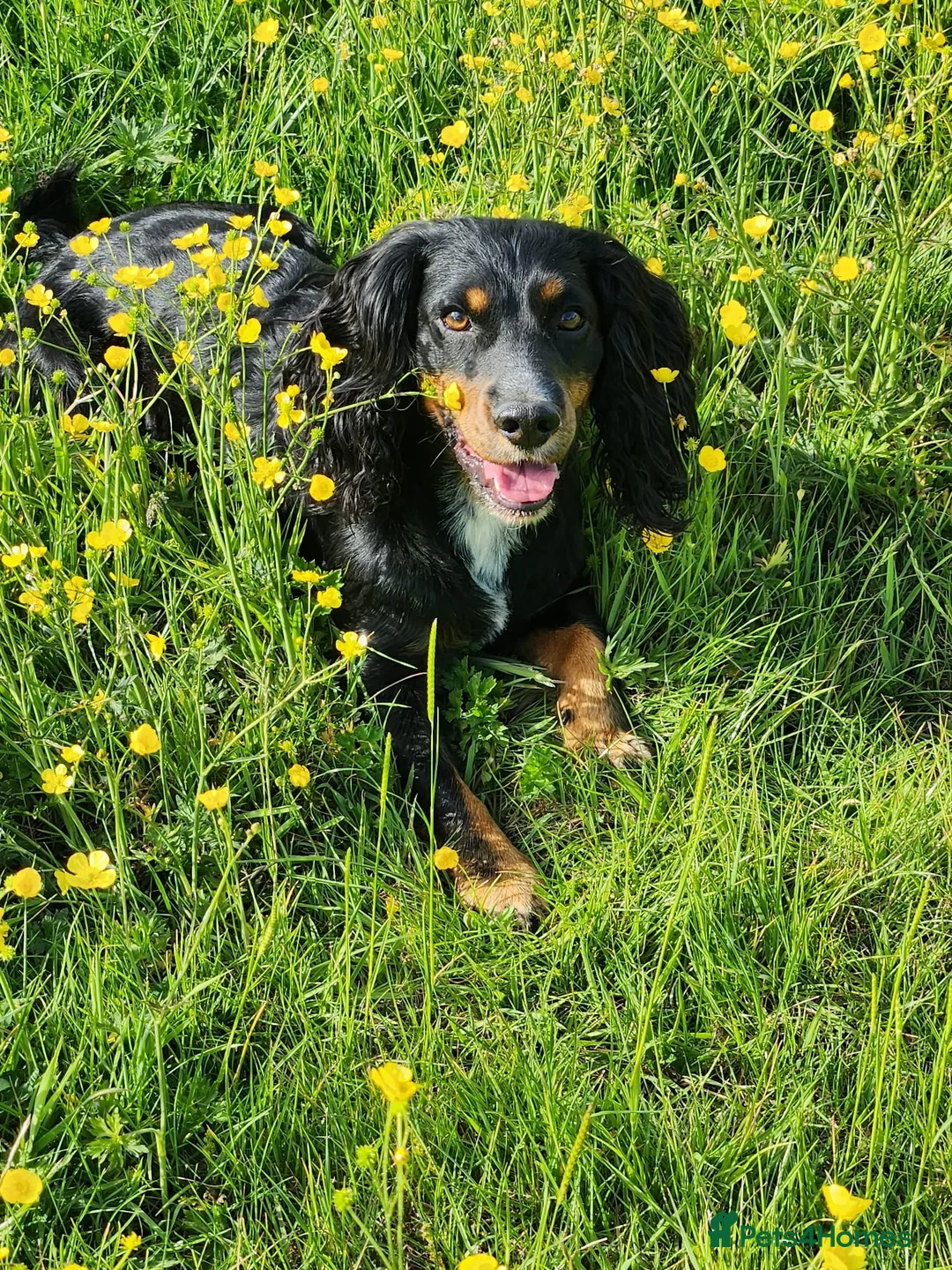 Cocker Spaniel dogs for stud: Pedigree working cocker spaniel  in Tonbridge - Advert 6