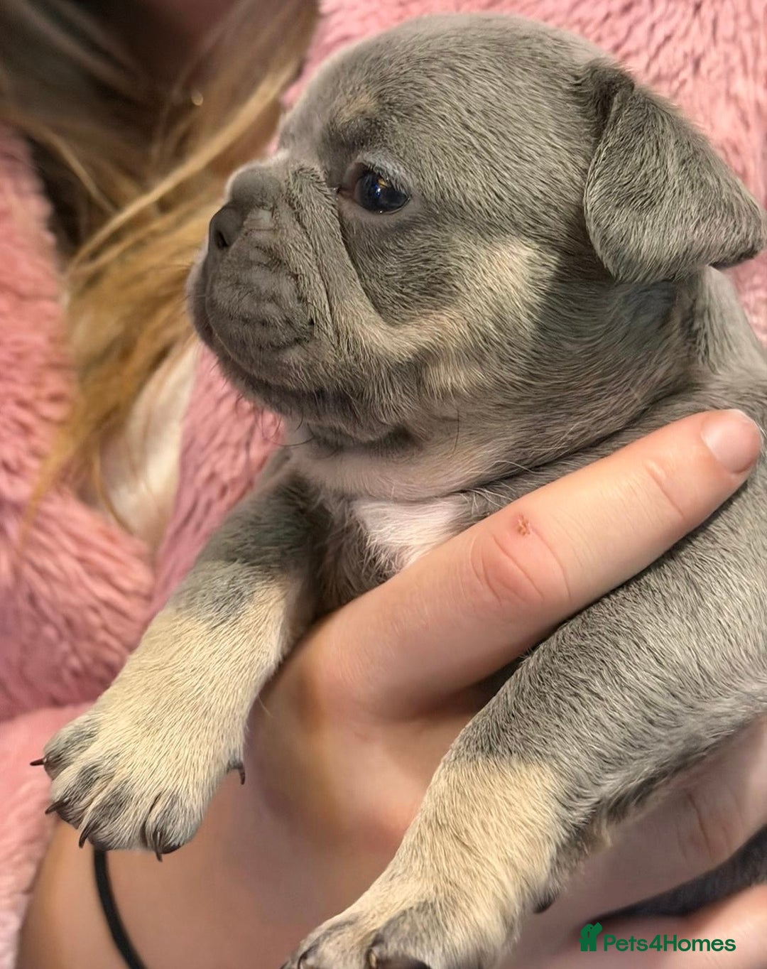 French Bulldog dogs for sale: French bulldog puppies  - Advert 2