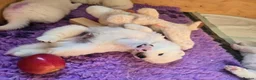 Samoyed dogs for sale: 2last samoyed left in London - Advert 5