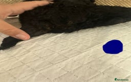 Cockapoo dogs for sale: Outstanding Cockapoos Puppies. 4 boys💙 2 girls 💗 - Image 19