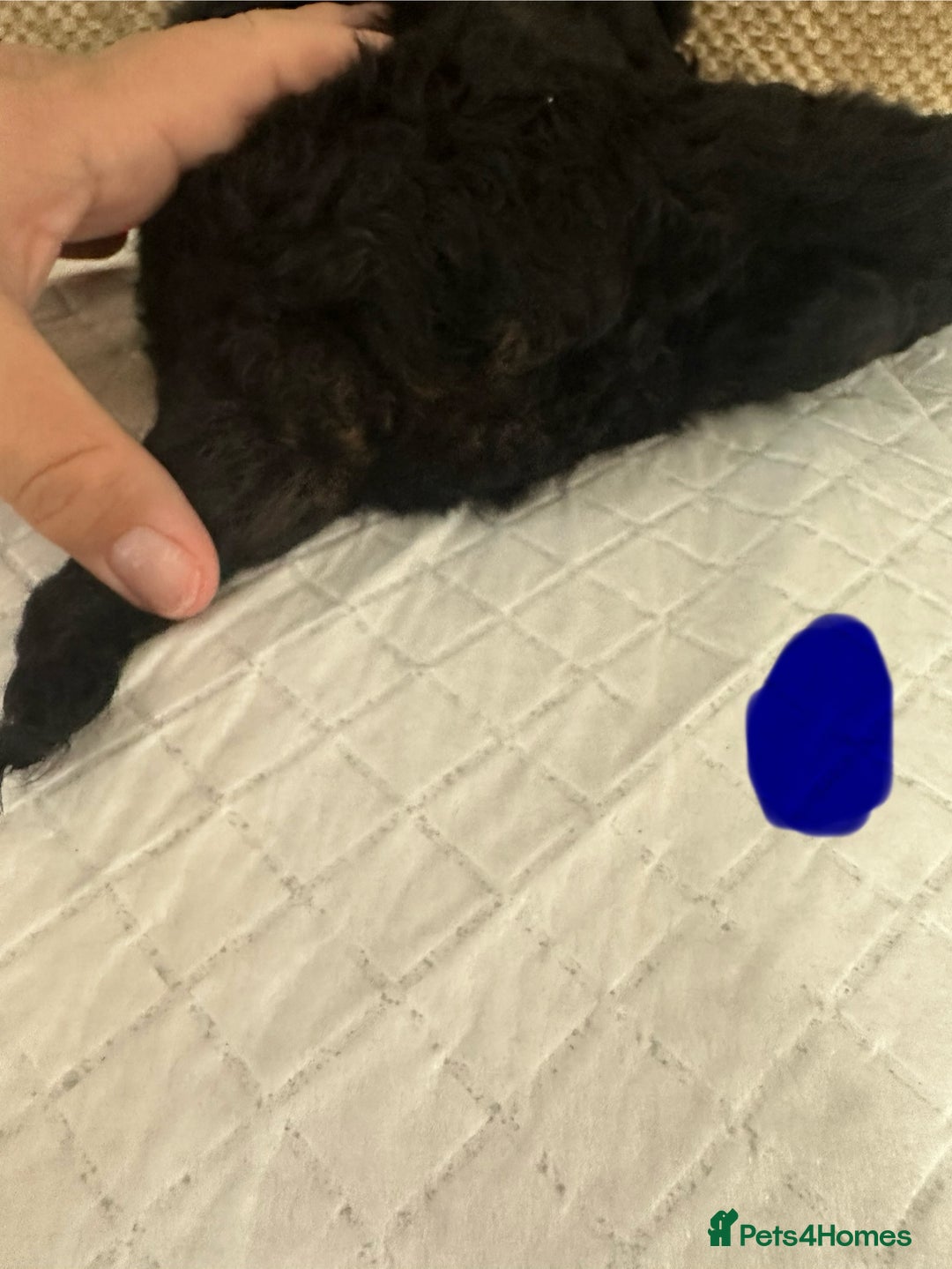Cockapoo dogs for sale: Outstanding Cockapoos Puppies. 4 boys💙 2 girls 💗 - Image 19