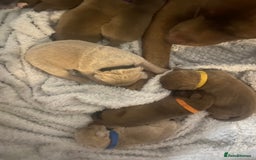 Staffordshire Bull Terrier dogs for sale: Staff puppies - Image 5