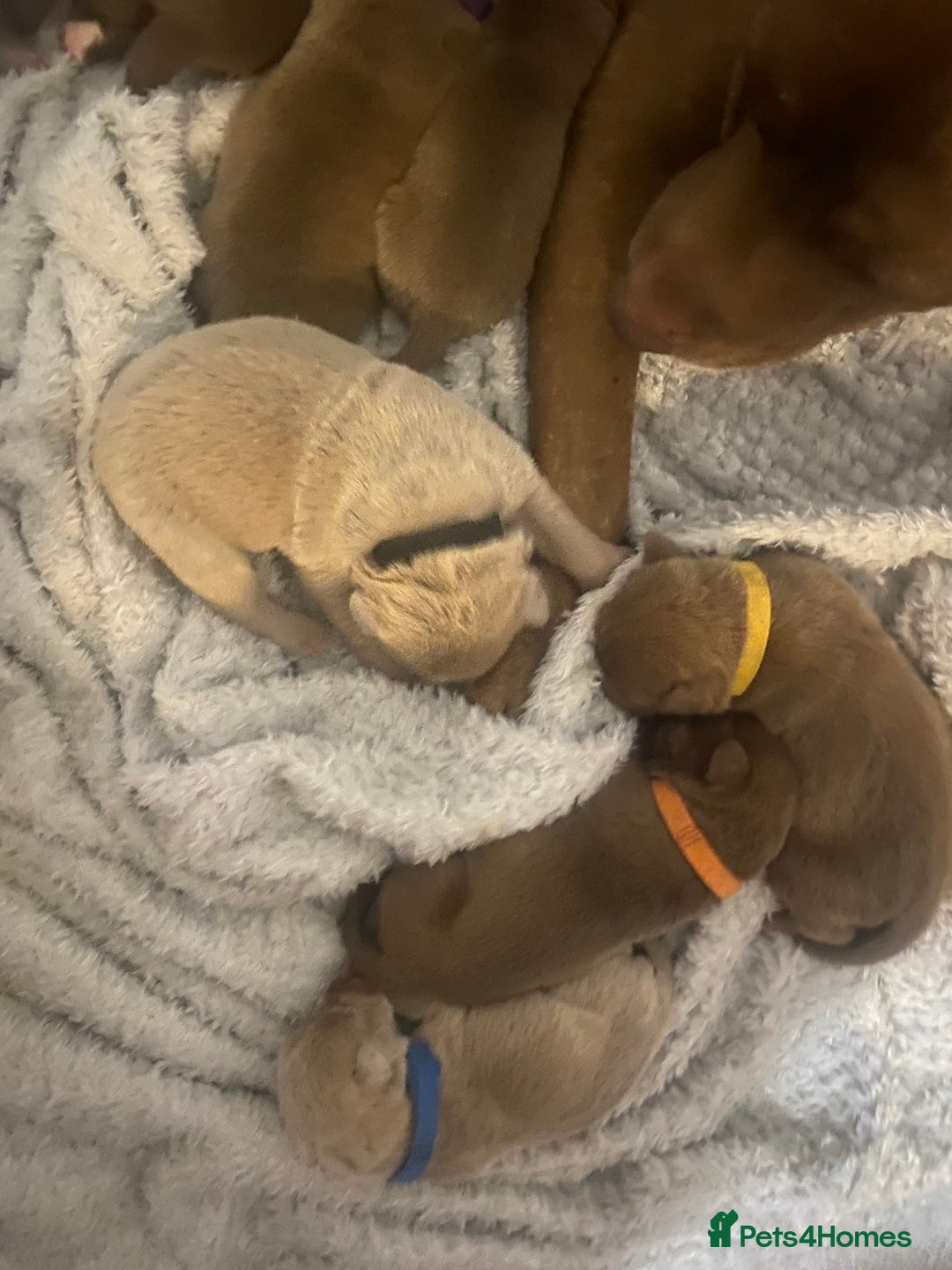 Staffordshire Bull Terrier dogs for sale: Staff puppies - Image 5