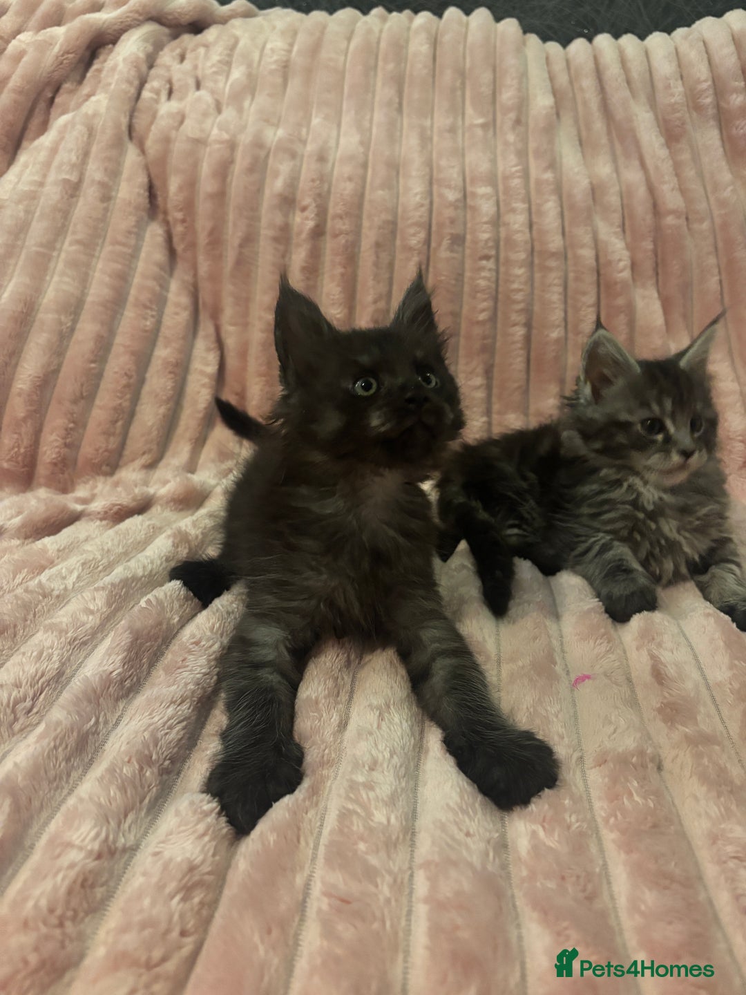 Maine Coon cats for sale:  TICA Maine Coon Kittens Ready for  **  🎁  - Advert 10