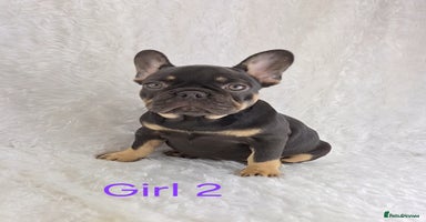 French Bulldog dogs - Advert 13
