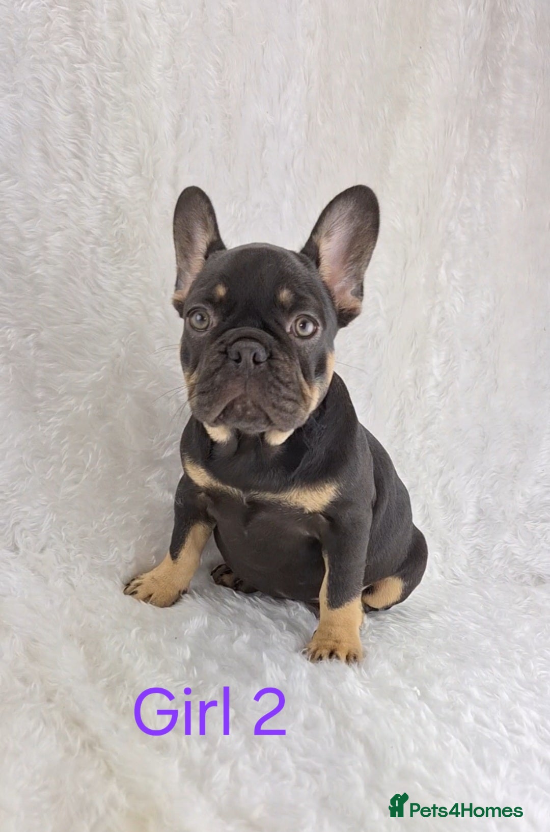 French Bulldog dogs for sale: Classic French Bulldog Puppies  - Image 5