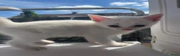 Mixed Breed cats for sale: Lovely kittens - Advert 10