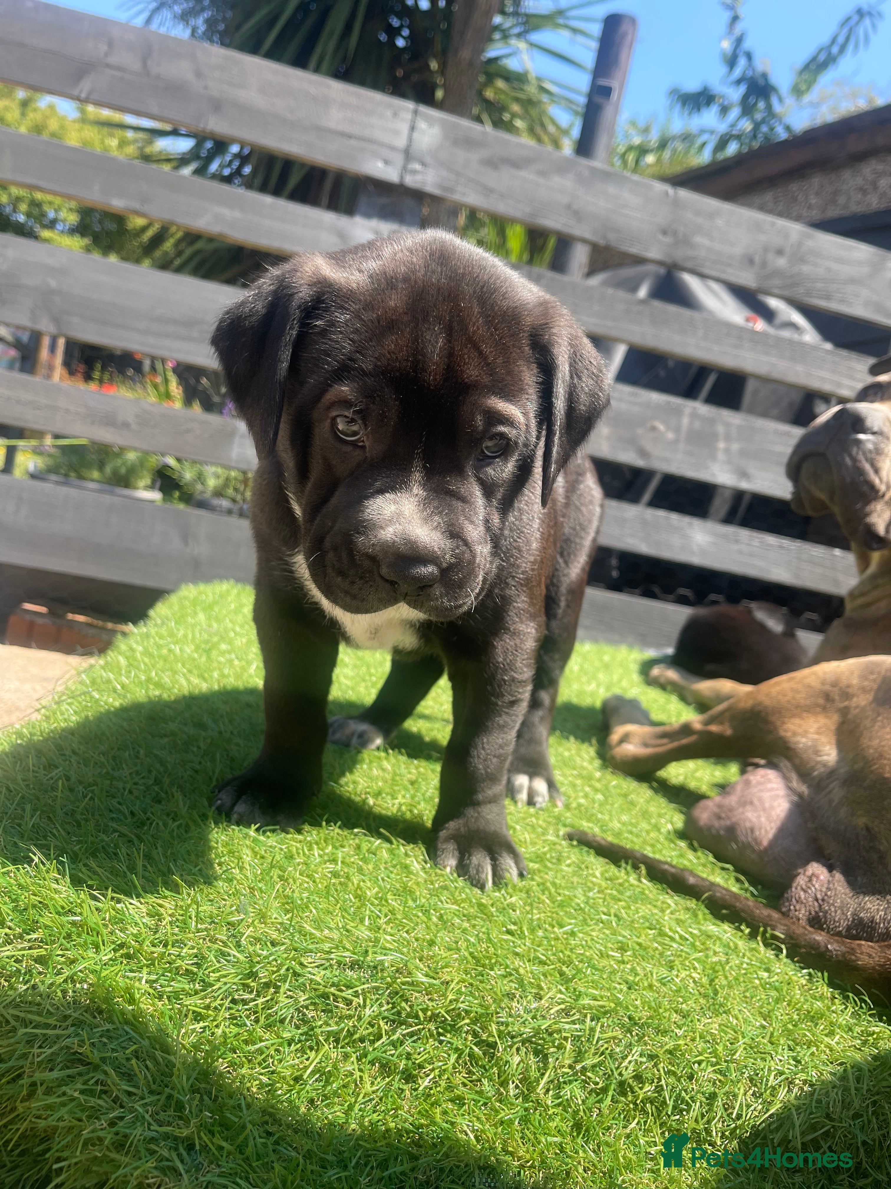 Mixed Breed dogs One of a kind PUPPIES mixed breed  - Advert 2