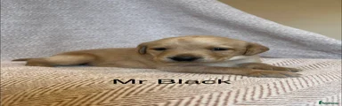 Mr black
