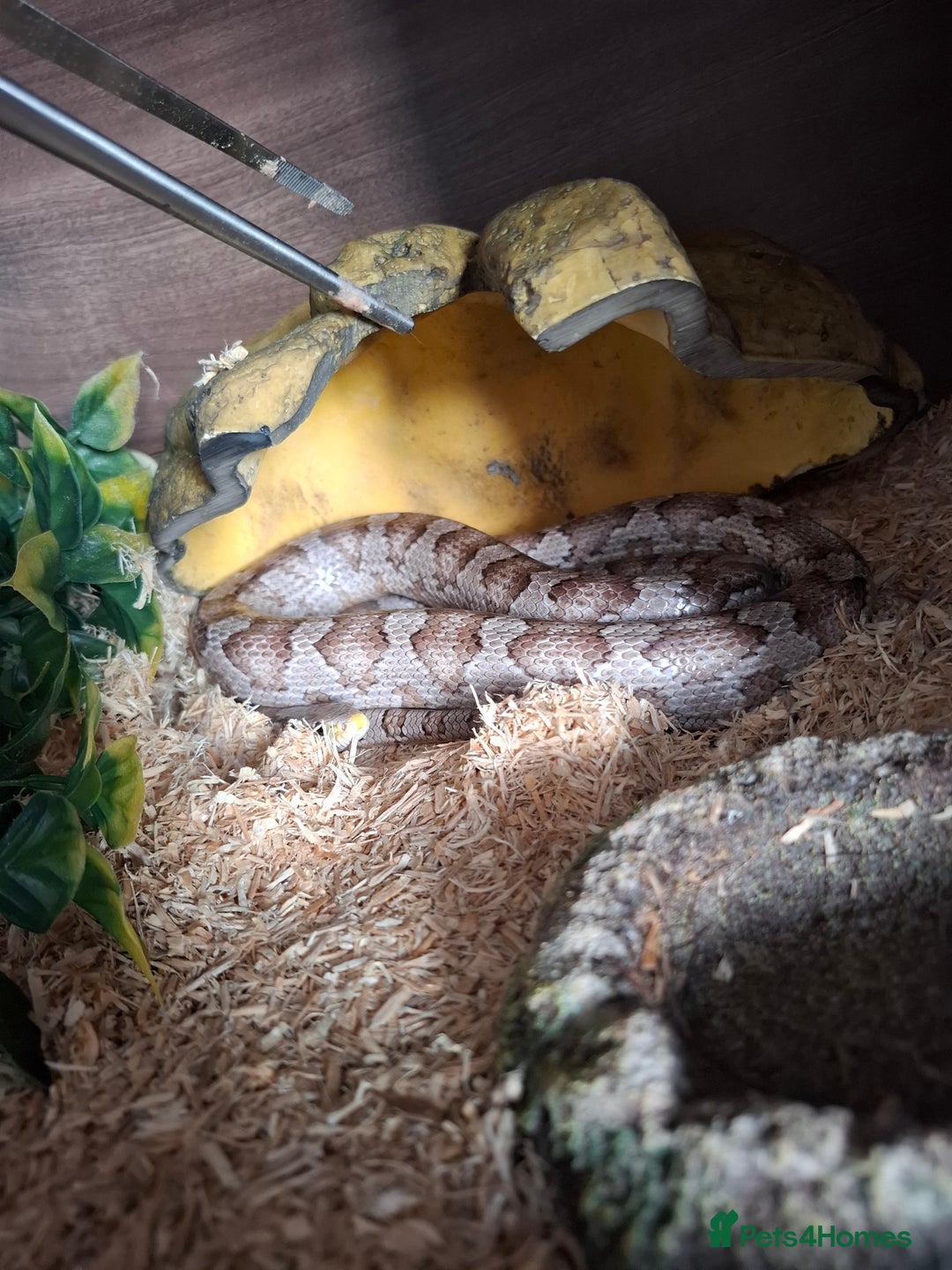 Corn Snake reptiles for sale: Grey Anery Cornsnake (with or without setup) - Advert 1