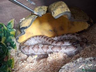 Corn Snake reptiles Grey Anery Cornsnake (with or without setup) - Advert 1