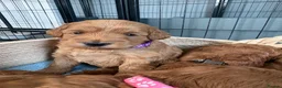 Cockapoo dogs for sale: Extensively health tested F1b cockapoos - Advert 11