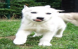 Siberian Husky dogs for sale: Siberian Husky puppies for sale ready now - Image 9