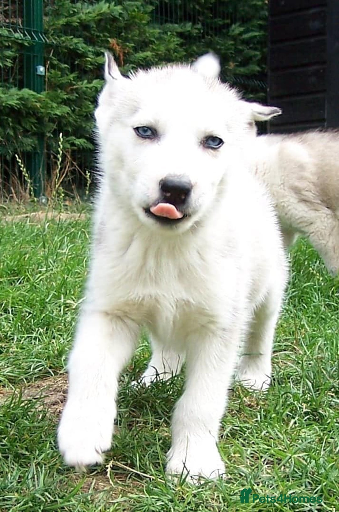 Siberian Husky dogs for sale: Siberian Husky puppies for sale ready now - Image 9