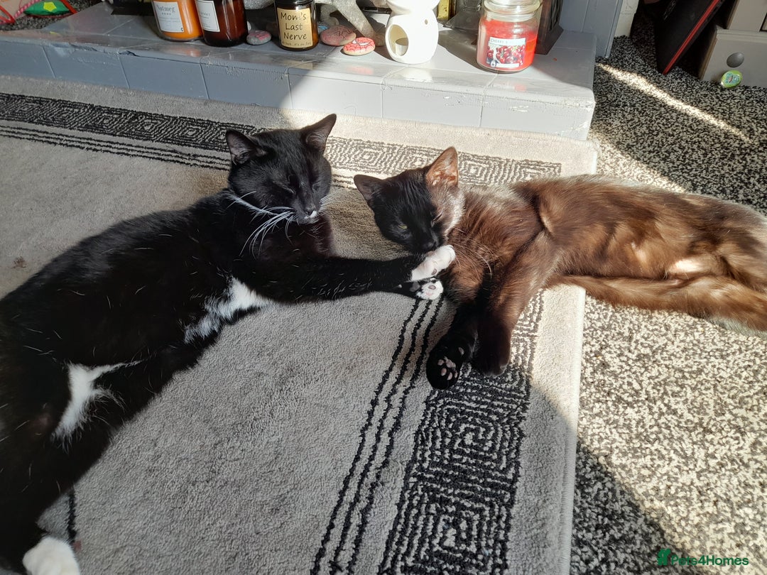 Mixed Breed cats for sale: Two 2 Year old cats looking for new forever home - Image 4